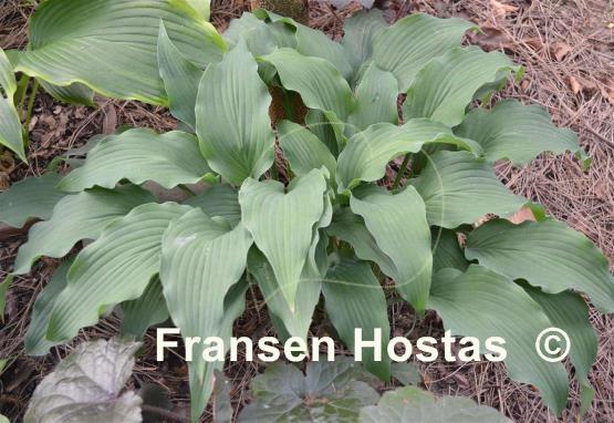 Hosta Elvis Lives